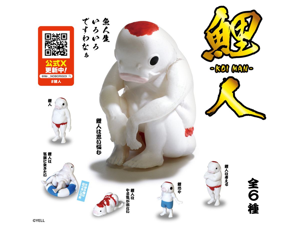 Koi Man 1Box 12pcs